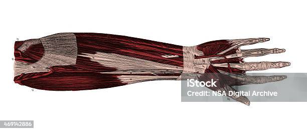 Empty Forearm Left Human Forearm Stock Illustration - Download Image Now - iStock