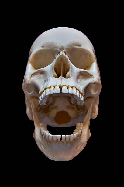 Screaming Skull Screaming Skull