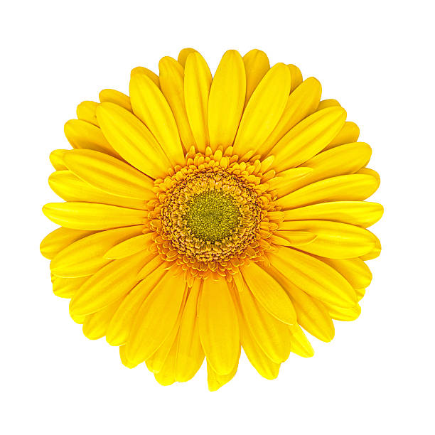 amarillo gerbera aislado sobre fondo blanco - gerbera daisy single flower flower spring fotografías e imágenes de stock