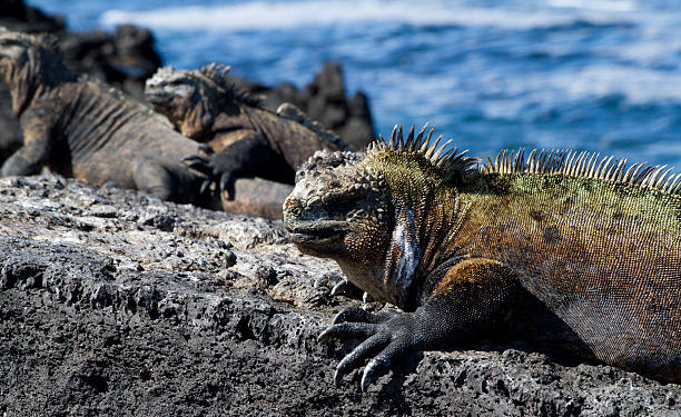 istock Marine iguana in the Galapagos Islands 469144196