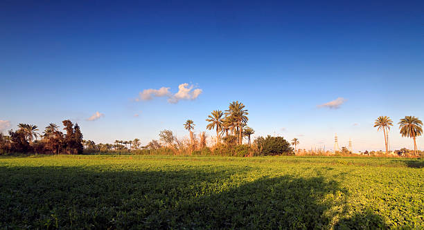 Beautiful  palm trees on field - Egypt.