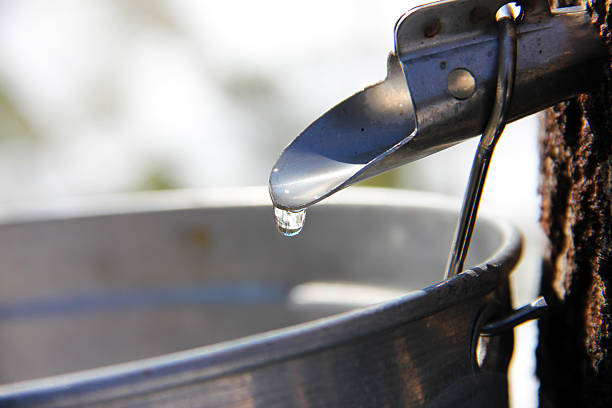 Collecting Maple Syrup Sap A maple tree tap showing a droplet of maple sap flowing into a pail for maple syrup  tree resin stock pictures, royalty-free photos & images