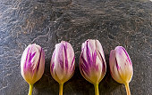 tulpen.jpg?b=1&s=170x170&k=20&c=A1DtpQWUO08Gr_gCyoOUgpa3IeM2CWtCjB7fsdvu-sw=