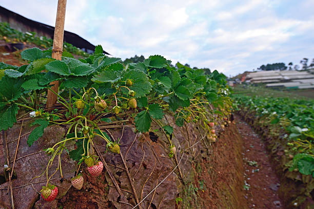 istock strawberry on a teak leaf at Doi angkhang , Chiangmai province 469145635