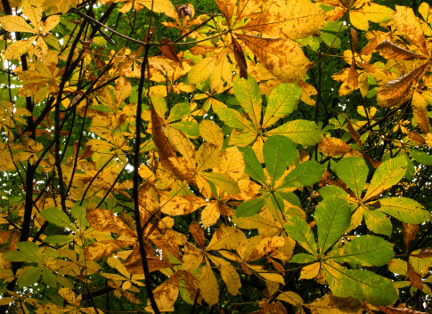 Autumn leaves abstract, Roddlesworth, lancashire, UK