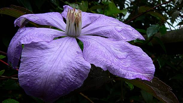 istock Purple Flower Petals 469148934