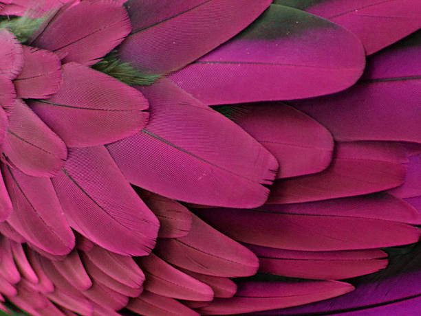 istock Purple and Pink Feathers 469149080