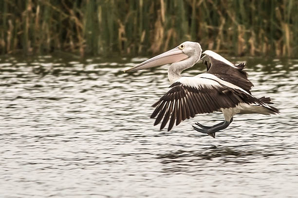istock Pelican in flight over water 469149814