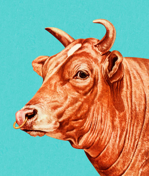Bull with Nose Ring http://csaimages.com/images/istockprofile/csa_vector_dsp.jpg bull animal stock illustrations