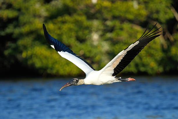 istock Wood stork flying low above water 469150776