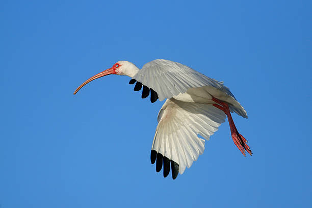 istock White Ibis flying in blue sky 469151050