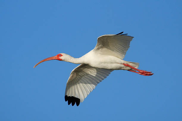 istock White Ibis flying in blue sky 469151056