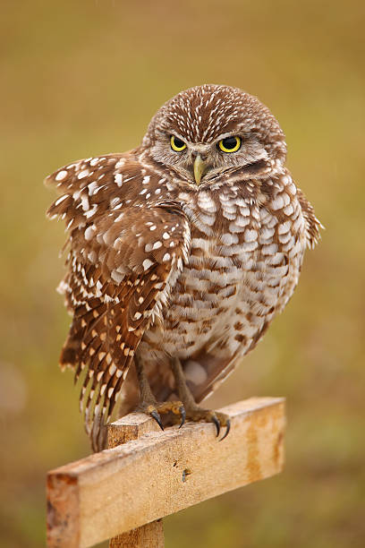 istock Burrowing Owl sitting on a pole 469151190
