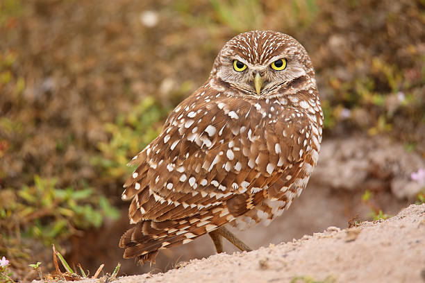 istock Burrowing Owl standing on the ground 469151194