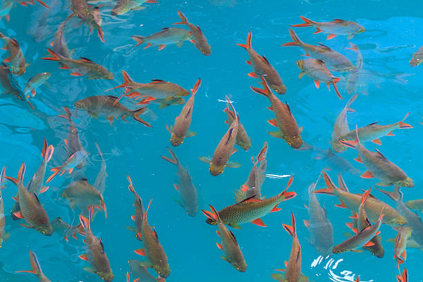 istock Fish in clear water view from above 469151322