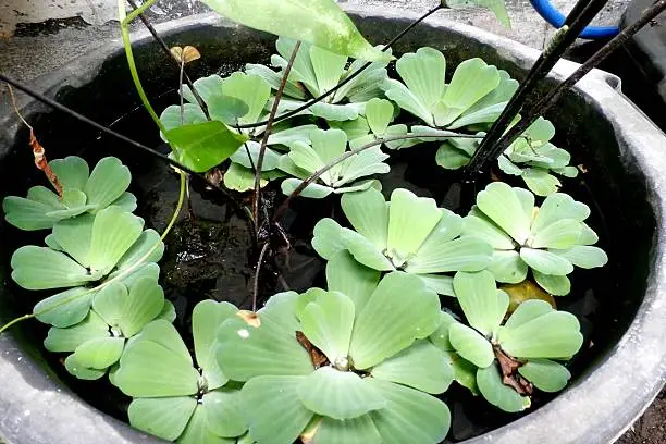 Water as an ornamental garden plant, quite simple but interesting. material of the soil material plastic bucket, the water must be maintained in order to keep the plants alive.