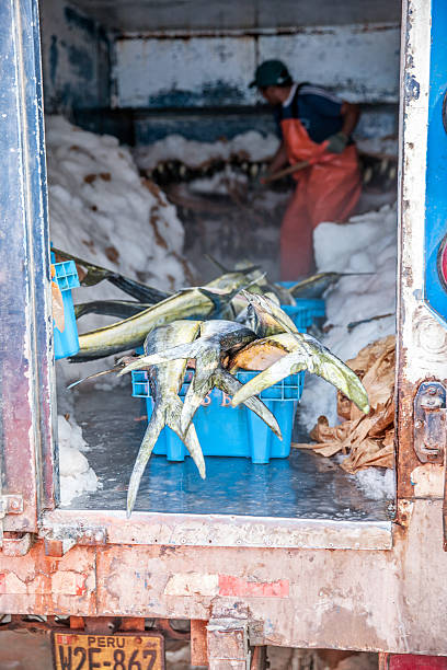 Pucusana, Peru - January 12, 2015: Peruvian man shovelling ice in back of refrigerated fish van