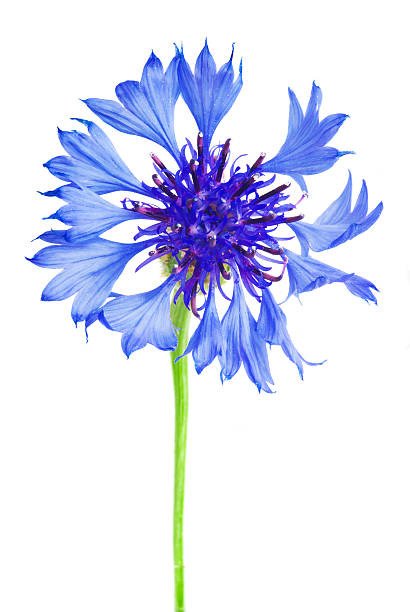 istock Knapweed flower on white 469151789