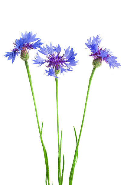 istock Beautiful blue cornflower isolated on white background 469151805