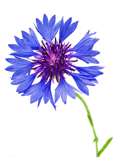 istock Knapweed flower on white 469151863