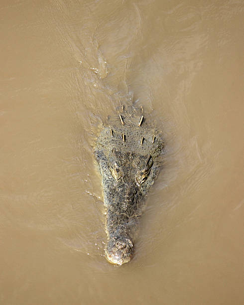 istock Crocodile Swimming in a Muddy River 469154486