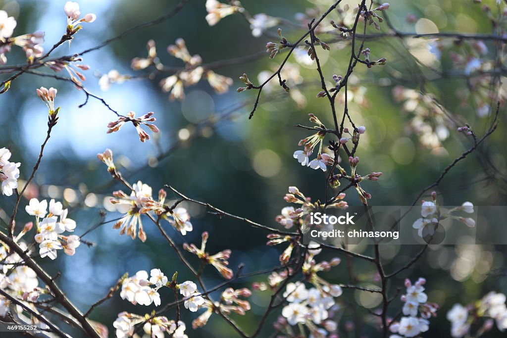 Cherry blossoms Sakura early release in the morning 2015 Stock Photo