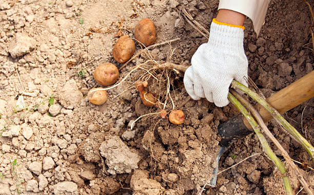 istock Potato harvesting on a farm 469155546