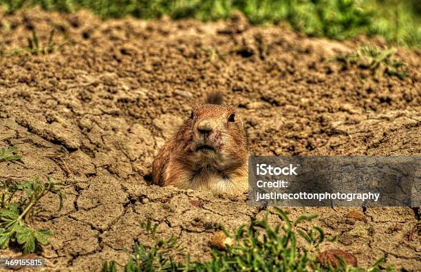 Prairie Pies - zdjęcia stockowe i więcej obrazów Fotografika - Fotografika, Horyzontalny, Piesek preriowy