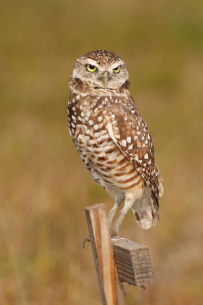 istock Burrowing Owl sitting on a wooden pole 469156262