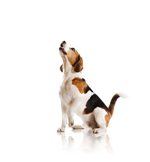 Dog is posing in studio - isolated on white background