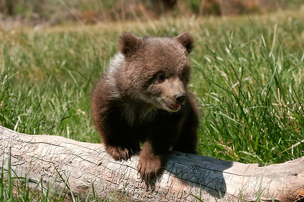 istock Grizzly bear cub sitting on the log 469158940