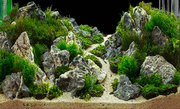 istock green beautiful planted tropical freshwater aquarium 469159272