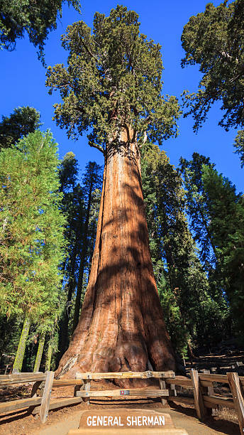 General Sherman Tree – zdjęcie