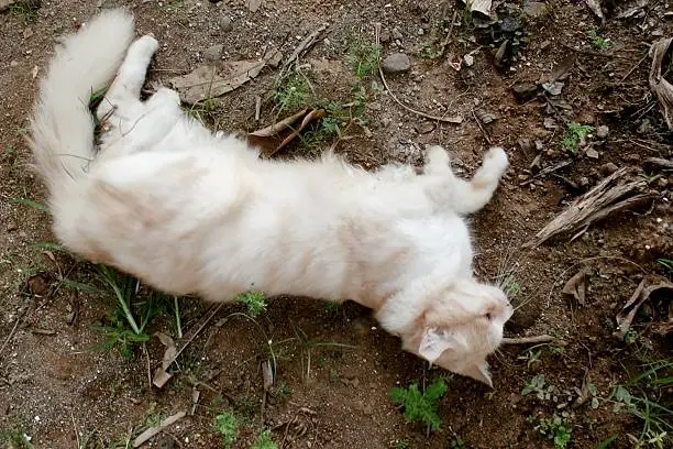 Cat Angora Sleeping in the garden