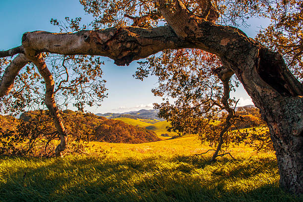 Regional Park in Northern California view of trees and rolling fields in regional park located in Petaluma in Northern California petaluma stock pictures, royalty-free photos & images