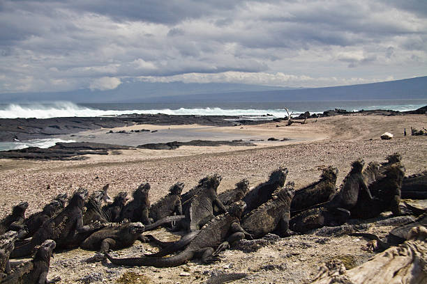 marine iguanas em fernandina island, ilhas galápagos - fernandina beach - fotografias e filmes do acervo