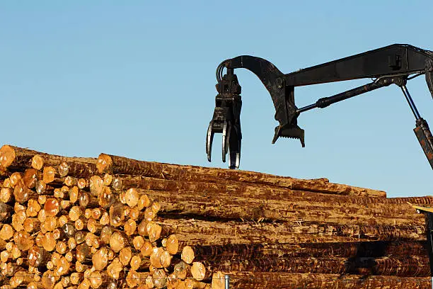 Photo of Crane Reaching for Timbers