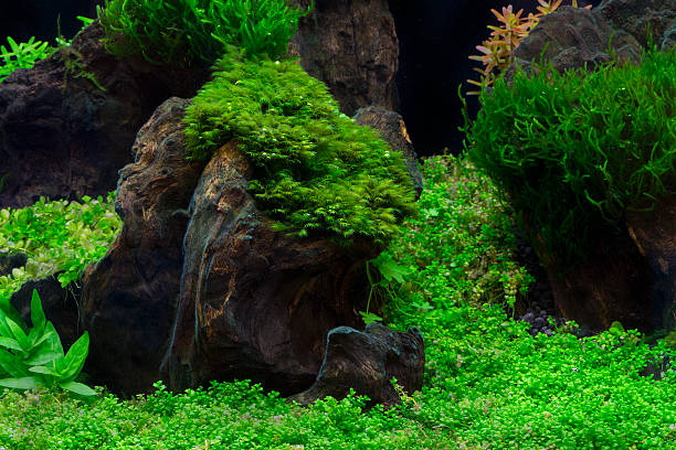 istock green beautiful planted tropical freshwater aquarium 469163278
