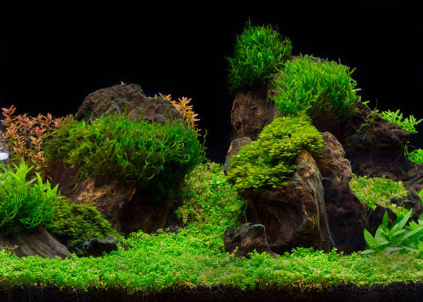 istock green beautiful planted tropical freshwater aquarium 469163284