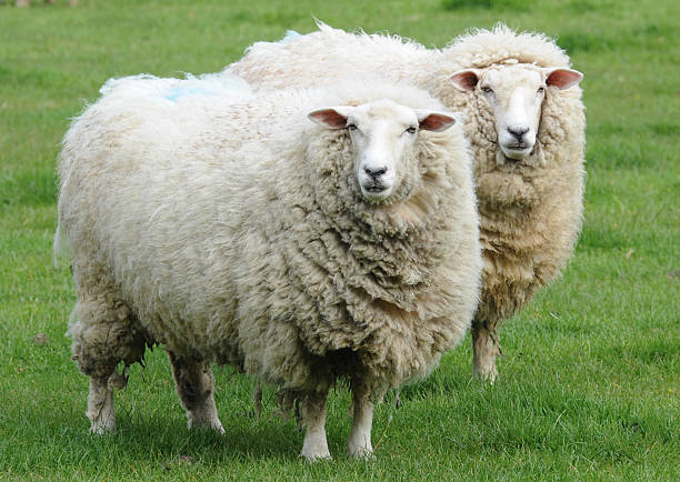istock Staring Sheep photographed in field 469163365
