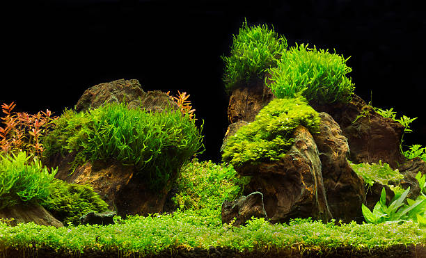 istock green beautiful planted tropical freshwater aquarium 469163456
