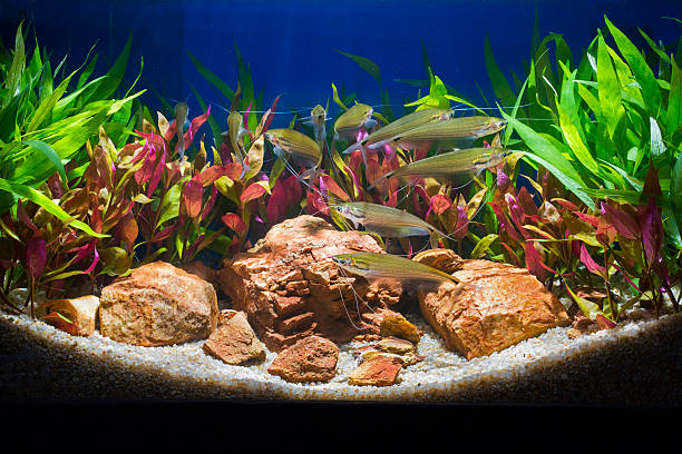 istock green beautiful planted tropical freshwater aquarium 469163518