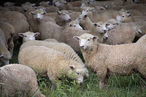 Flock of woolly NZ sheep standing close together. stock photo