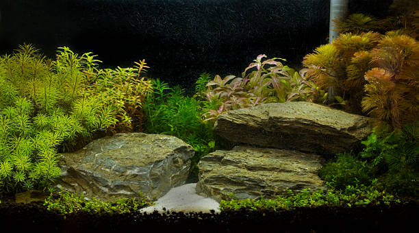 зеленый красивая planted пресноводная тропическая аквариум - hobbies freshwater fish underwater panoramic стоковые фото и изображения