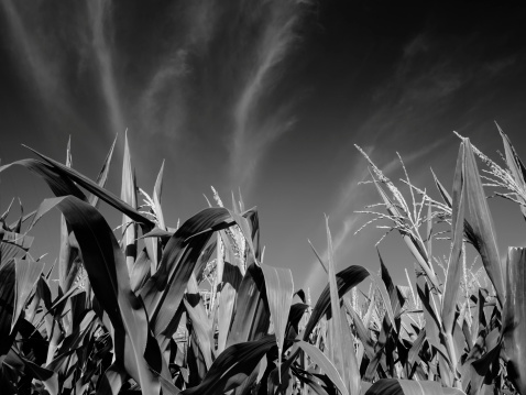 Distinct B+W image of corn stalks reaching toward an unusual sky.