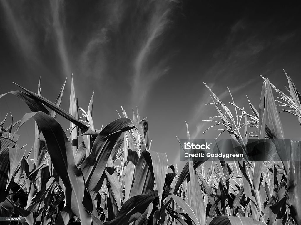 Bold Corn Crop Distinct B+W image of corn stalks reaching toward an unusual sky. Black And White Stock Photo