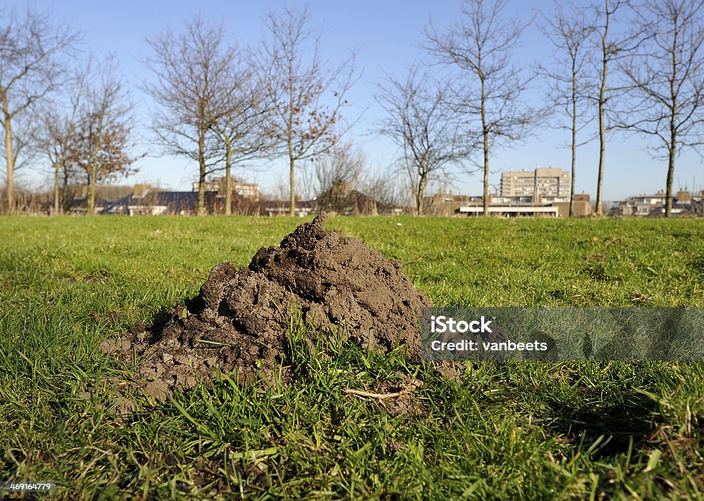 Ridimensionato sul verde gras - Foto stock royalty-free di Talpa