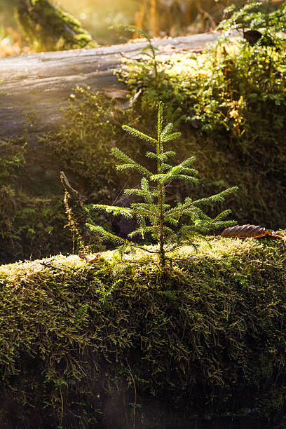 Tree Sapling Pictures 2,500+ Pine Tree Sapling Stock Photos, Pictures & Royalty-Free Images ...