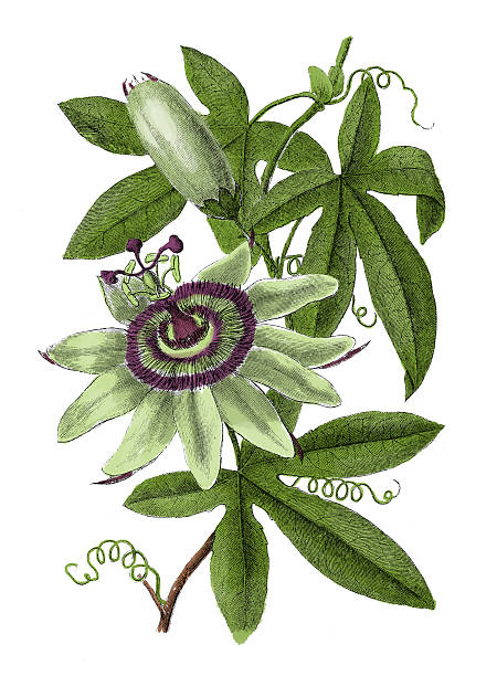 passionflower (старые ботанический гравировка) - botany antique illustration and painting passion flower stock illustrations