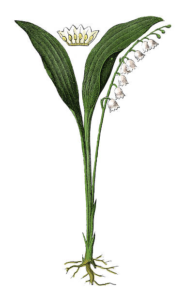 Lily of the valley (antique botanical engraving) 19th century illustration of Lily of the valley (Convallaria majalis). Published in Systematischer Bilder-Atlas zum Conversations-Lexikon, Ikonographische Encyklopaedie der Wissenschaften und Kuenste (Brockhaus, Leipzig, 1875) lily of the valley antique botanical engraving stock illustrations
